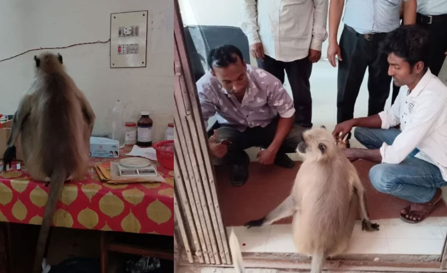 চিকিৎসা নিতে নিজেই হাসপাতালে হাজির আহত হনুমান!