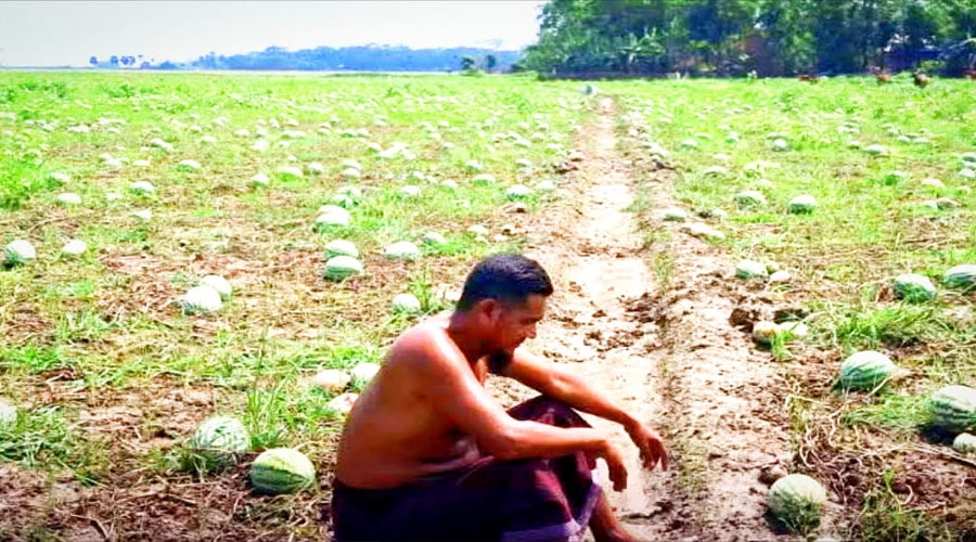 তরমুজে ভরসা ভেঙে পড়ল, রবি ফসলে ফিরতে চান বাউফলের কৃষক