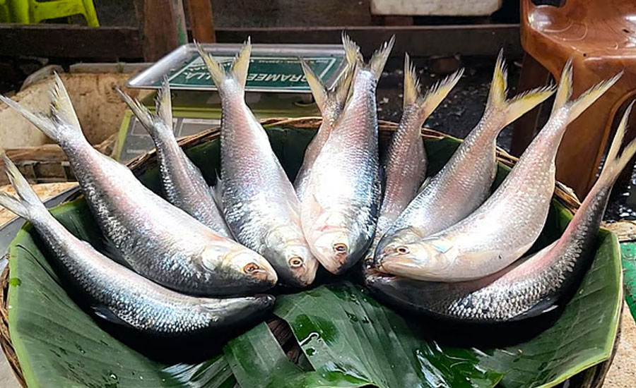 ইলিশ ছোট হওয়ার নেপথ্যের কারণ কী