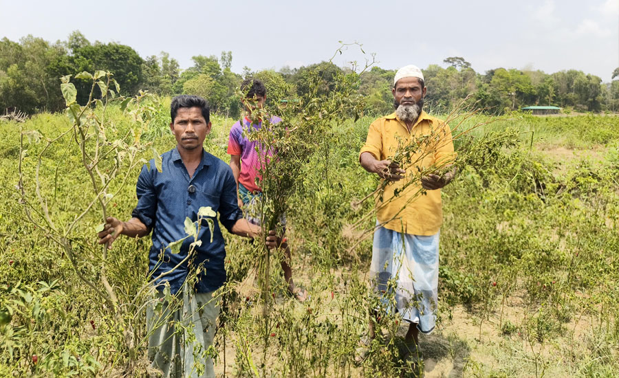 ‎ঈদগাঁওতে তেলের সংকটে সেচ বন্ধ, মাঠেই নষ্ট হচ্ছে কৃষকের সোনালি ফসল