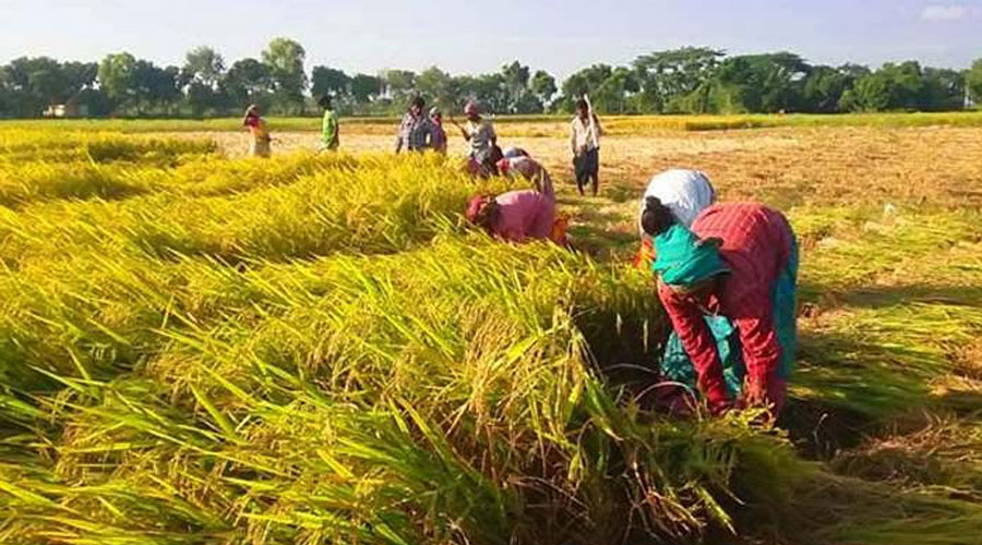রানীনগরে বোরো মৌসুমি ধান কাটা শুরু