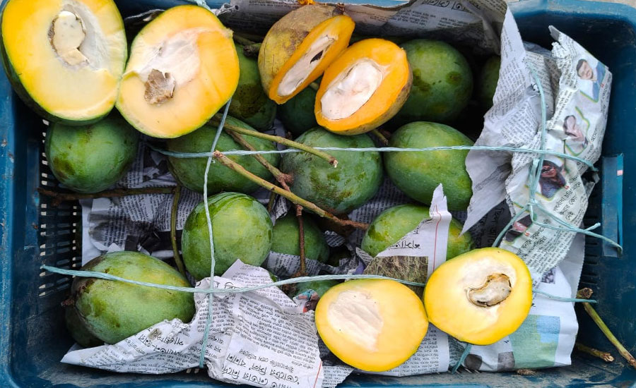 সাতক্ষীরার কালিগঞ্জে যৌথ বাহিনীর অভিযানে ৩৩৬০ কেজি বিষাক্ত রাসায়নিক মিশ্রিত আম জব্দ, বিনষ্ট