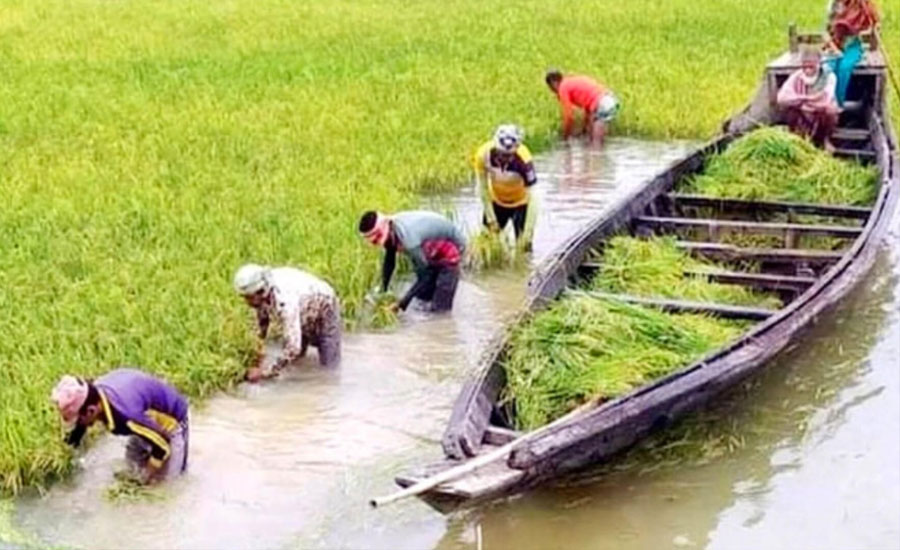 সোনালি ধান, কালো মেঘ: কাটার আগেই ডুবে যাওয়ার শঙ্কায় সুনামগঞ্জের হাওর