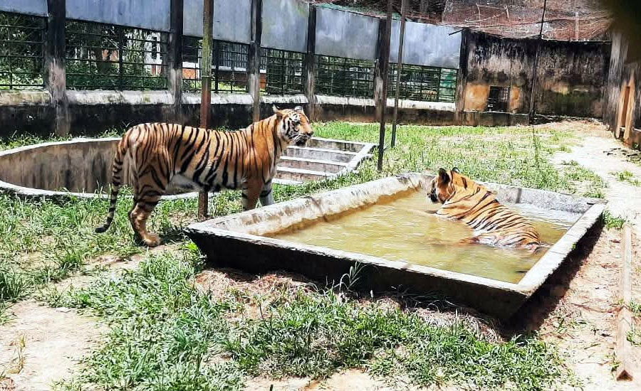 তীব্র তাপদাহে পানি আর গাছের ছায়ায় সময় পার করছে প্রাণীকুল 