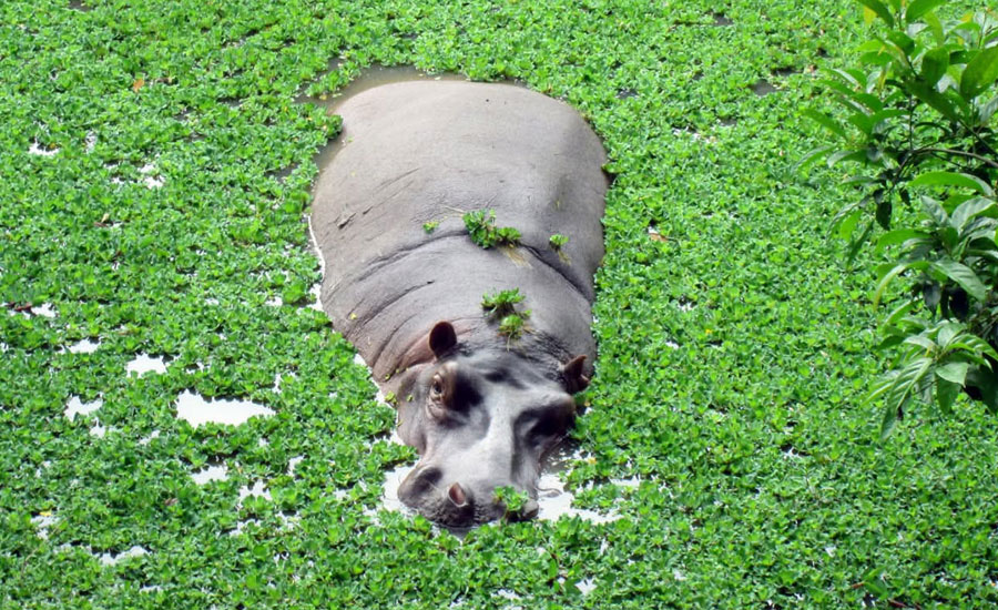তীব্র তাপদাহে পানি আর গাছের ছায়ায় সময় পার করছে প্রাণীকুল 