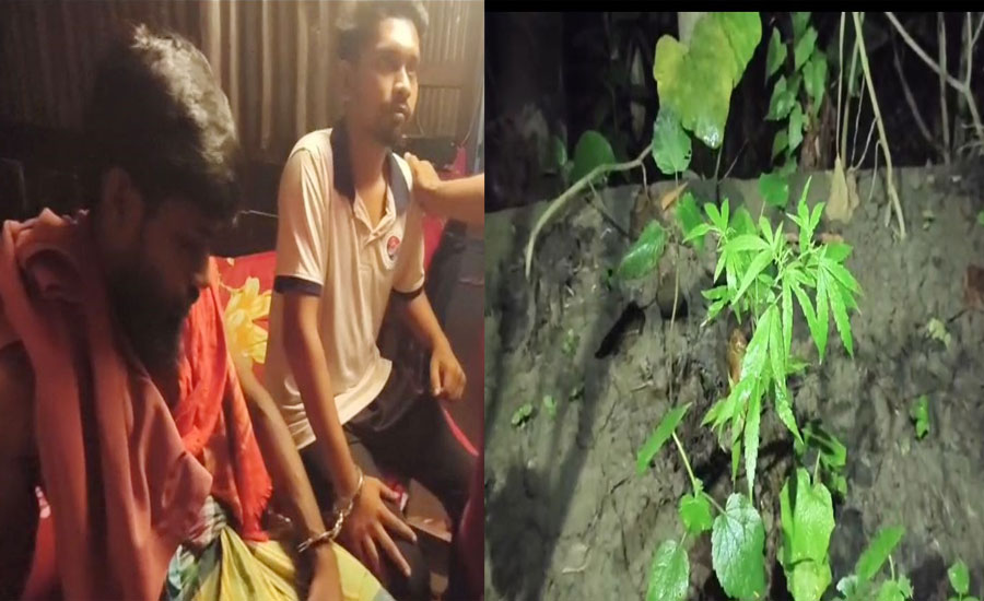 পিরোজপুরে গাঁজার গাছসহ মাদকসেবনরত অবস্থায় গ্রেপ্তার ২