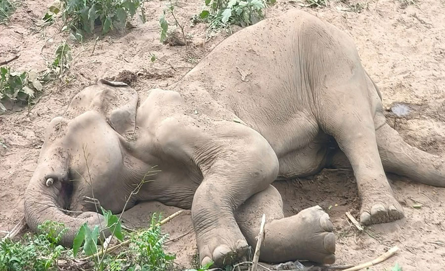 লংগদু উপজেলায় দীর্ঘদিন অসুস্থতায় ভোগার পর প্রায় ৬০ বছর বয়সী একটি বন্য হাতির মৃত্যু হয়েছে।