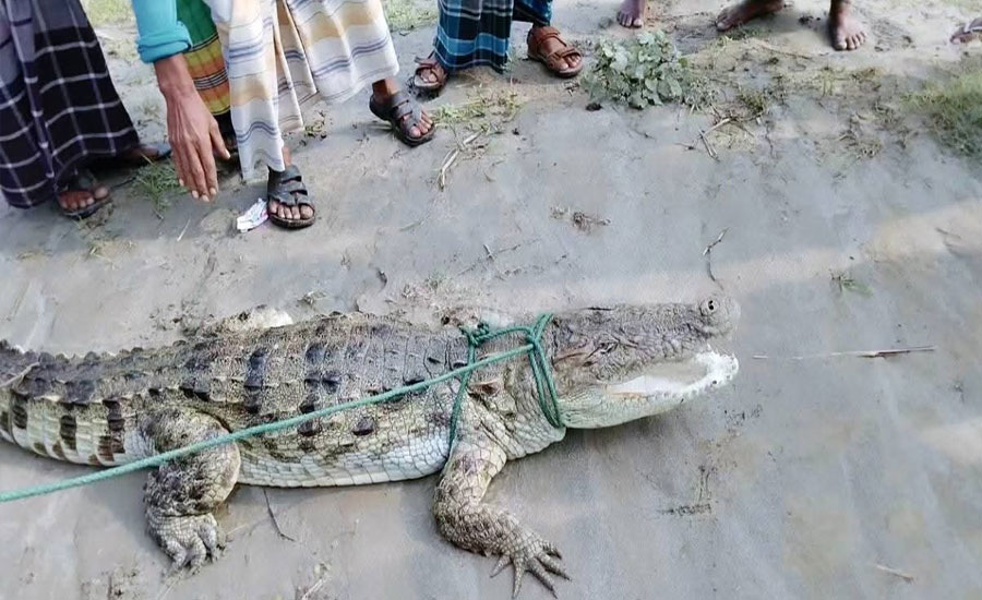 পদ্মা নদীতে জেলের বরশিতে কুমির, চরভদ্রাসনে চাঞ্চল্য