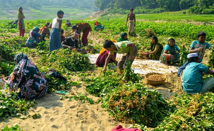 যমুনার চরে বাদামের বাম্পার ফলন: কৃষকের মুখে স্বস্তির হাসি