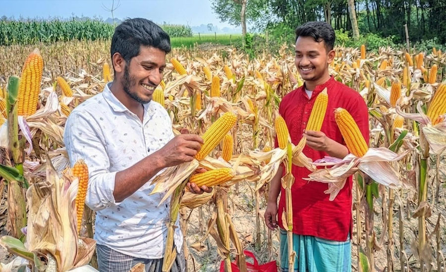 বন্যার আগেই ঘরে উঠছে ফসল: মাদারগঞ্জে আগাম ভুট্টা চাষে বাজিমাত