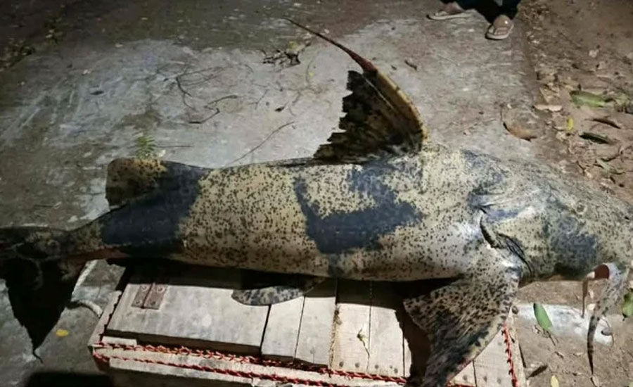 রাঙামাটিতে ১৬ কেজির মহাবিপন্ন বাঘা আইড় জব্দ, পরে মাটিচাপা