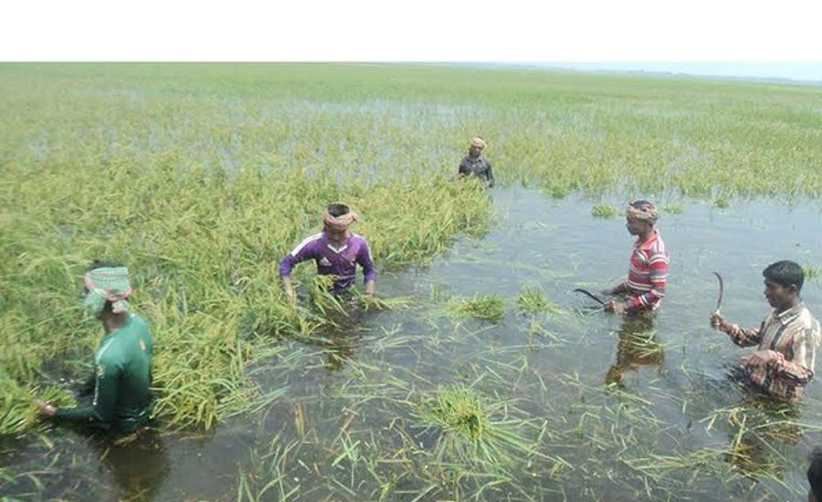 চোখের সামনে ডুবে গেলো ১০ হাজার হেক্টর ধান, কৃষকদের হাহাকার