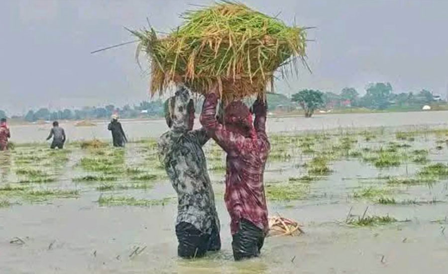 ১৬০০ খরচ করে ৬০০ টাকায় ধান বিক্রি করতে বাধ্য কৃষক