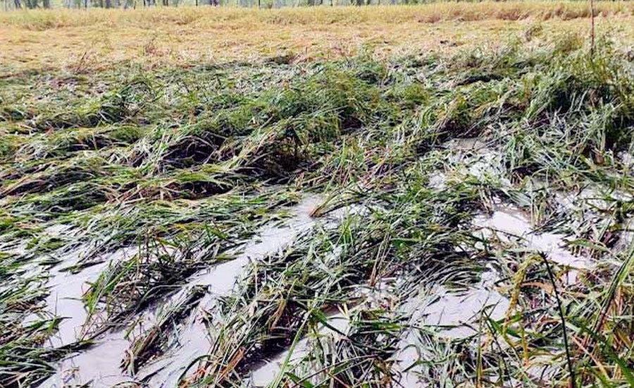 বরিশালে টানা দুইদিনের বর্ষণে পাকা বোরো ধানের ব্যাপক ক্ষয়ক্ষতি