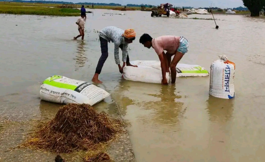 বৃষ্টি, ভাঙা বাঁধ আর রোদহীনতায় হাওরজুড়ে  বিপর্যয়