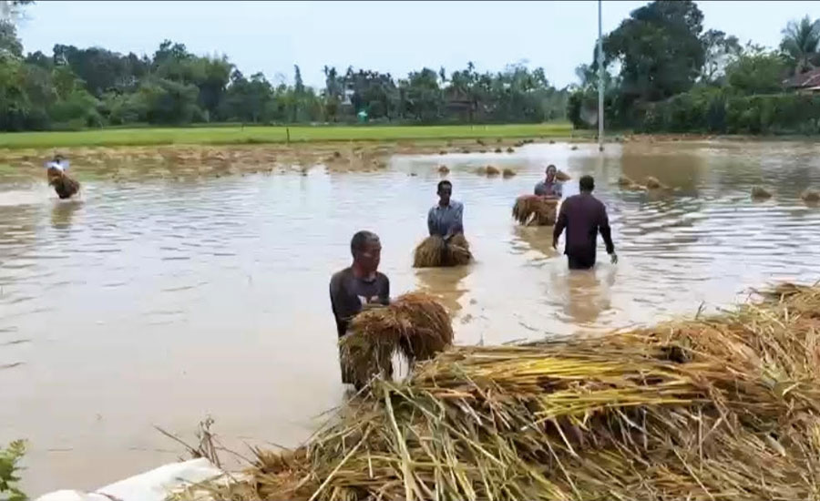 ফসল কাটার আগমুহূর্তে ঝড়ে সর্বস্বান্ত দীঘিনালার কৃষকরা