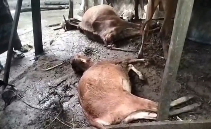 পটুয়াখালীতে বজ্রপাতে ৪ জন নিহতসহ অর্ধশতাধিক গরুর মৃত্যু