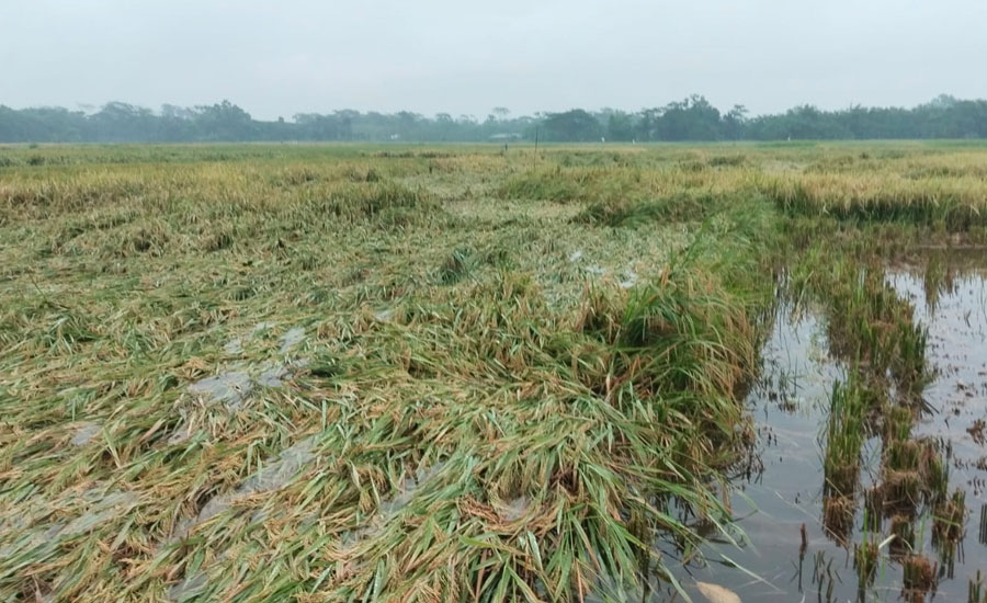 ঝালকাঠিতে কালবৈশাখীর দাপটে আধাপাকা ধান নষ্ট, দুশ্চিন্তায় চাষিরা