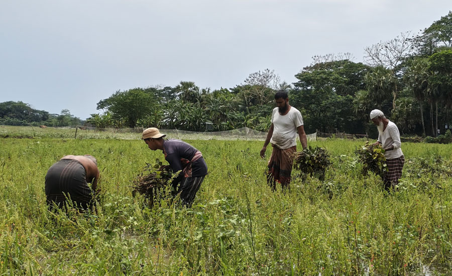 ফসল ঘরে তোলার আগেই বৃষ্টি, বিপাকে রাঙ্গাবালীর হাজারো কৃষক ‎