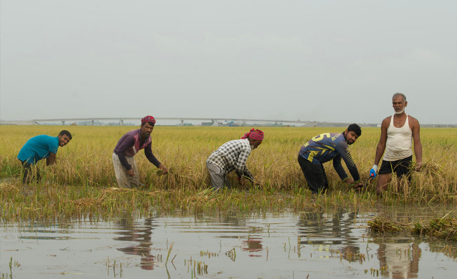প্রকৃতির কাছে হেরে গেলেন কৃষক থামছেনা পরিবারগুলোর আর্তনাদ 