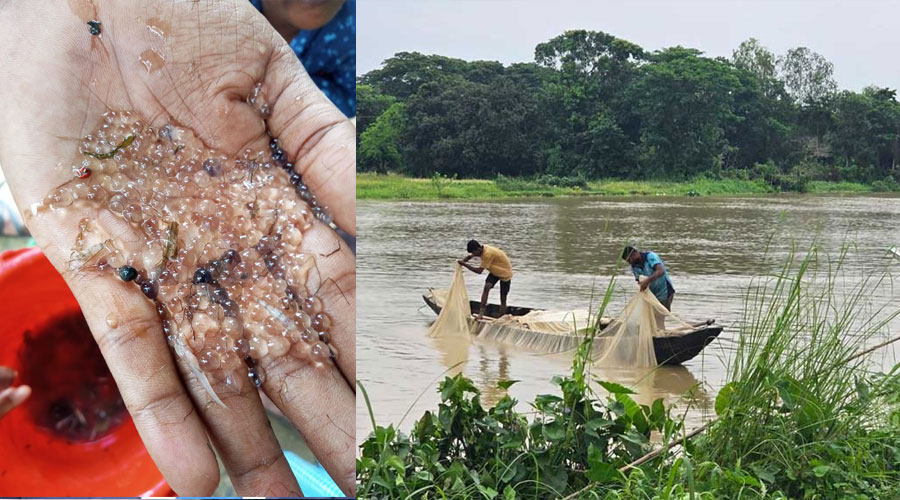হালদায় নমুনা ডিম ছেড়েছে মাছ