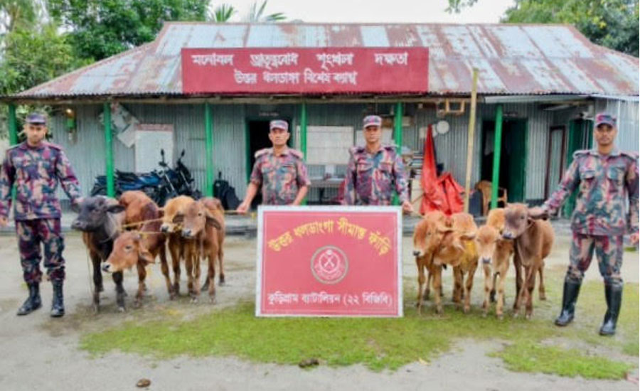 কুড়িগ্রামে গবাদিপশুসহ বিপুল পরিমাণ ভারতীয়পণ্য আটক করেছে বিজিবি