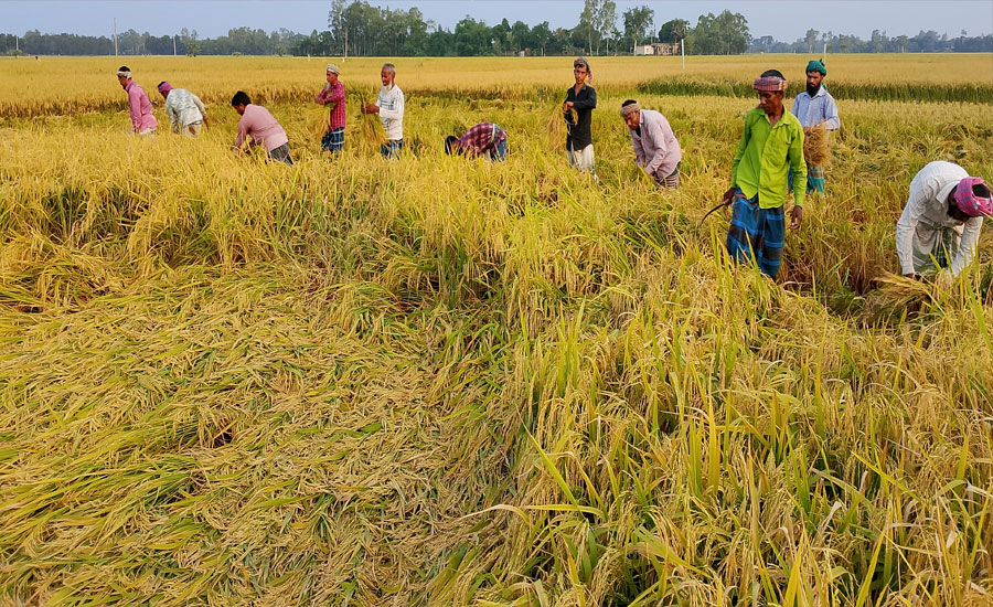 পত্নীতলায় বোরো ধান কাটায় ব্যস্ত কৃষক