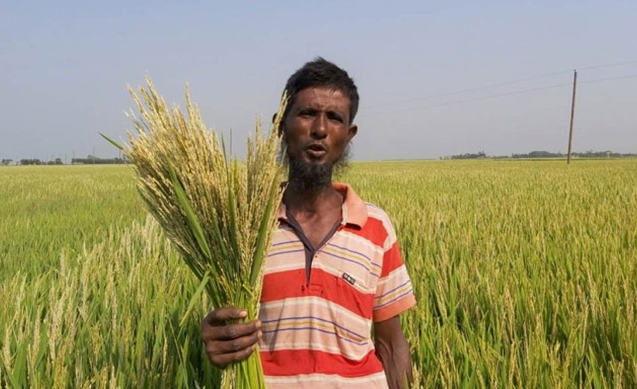 হাওরাঞ্চলে আকস্মিক বন্যার ক্ষতি থেকে রক্ষা পেতে স্বল্পমেয়াদি বোরোধান চাষ