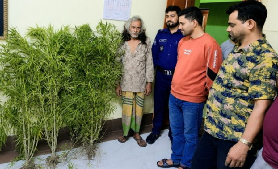 শেরপুরে কলার বাগানে গাঁজার চাষ, ৬টি গাঁজার গাছসহ আটক ১