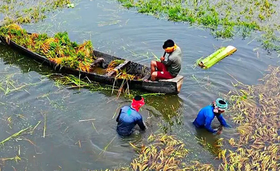 কিশোরগঞ্জে নতুন করে তলিয়েছে ২৫০০ হেক্টর জমির ধান