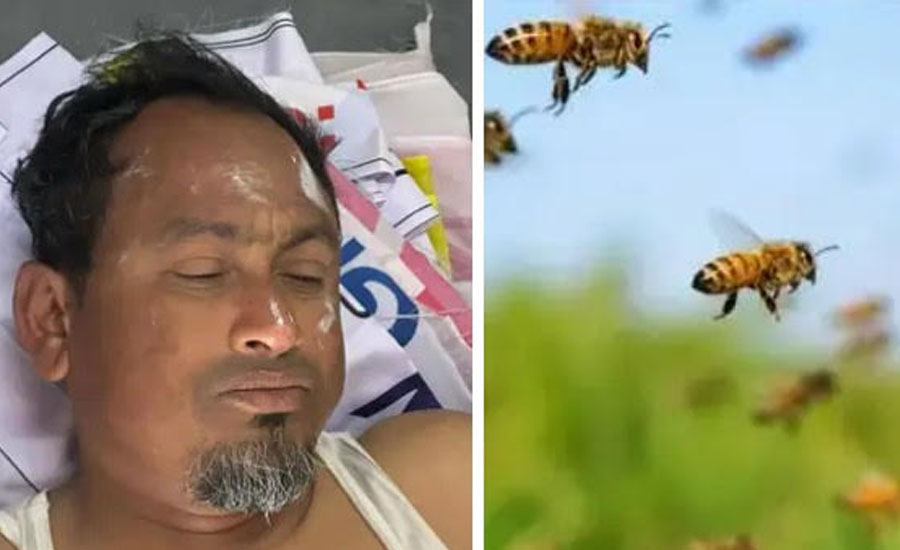 কুড়িগ্রামের উলিপুর উপজেলায় ভীমরুলের আক্রমণে বাংলাদেশ জামায়াতে ইসলামীর ৩ নেতাকর্মী আহত 