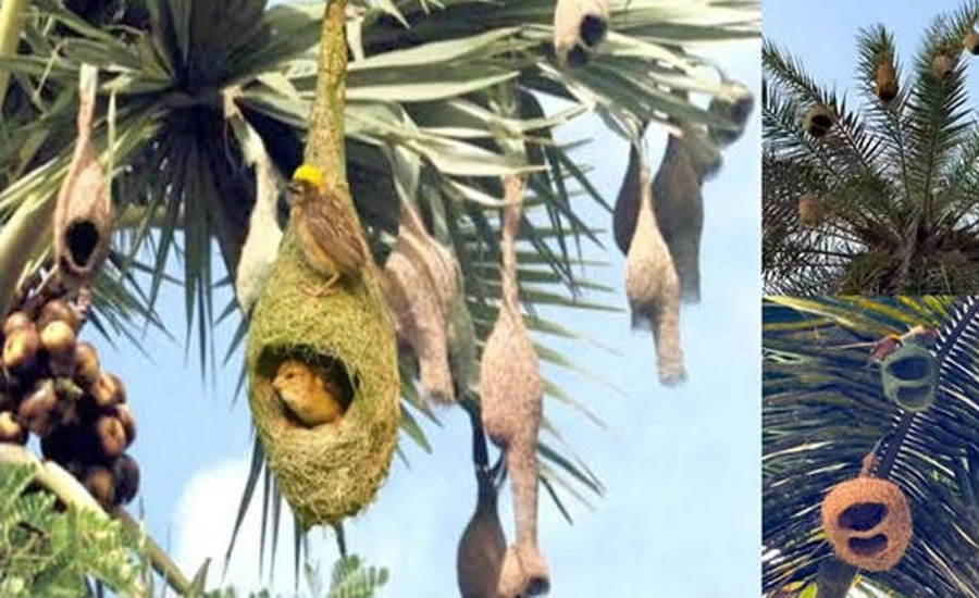 হারিয়ে যাচ্ছে প্রকৃতির নিপুণ কারিগর বাবুই পাখি