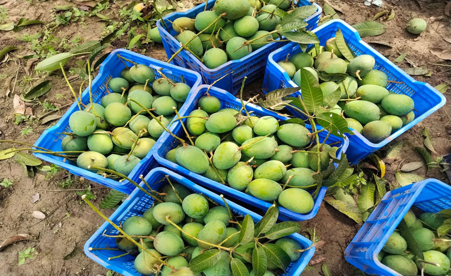 সাতক্ষীরায় আম সংগ্রহ উৎসবের শুভ উদ্বোধন