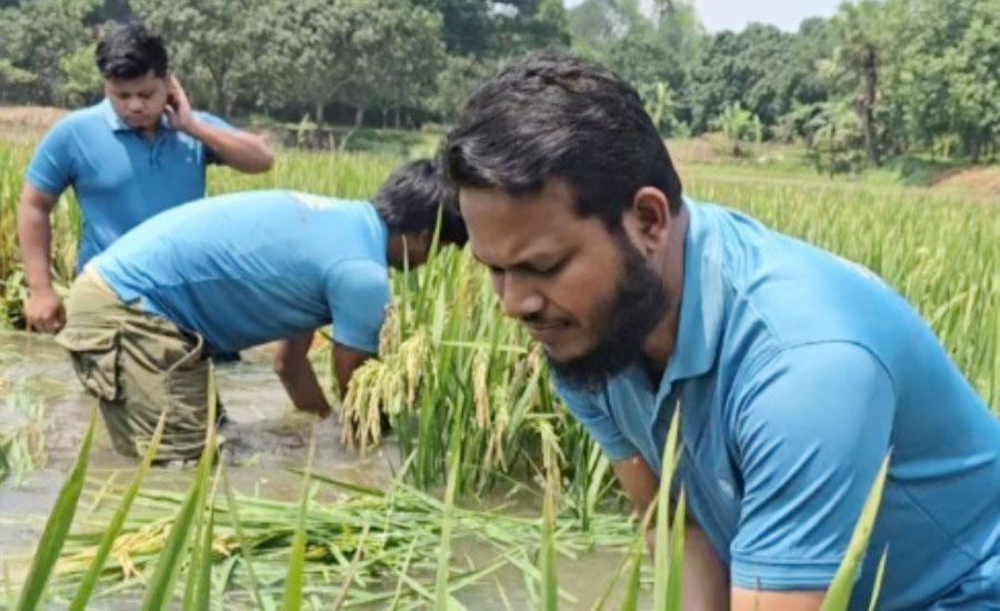 তলিয়ে যাওয়া ধান কাটতে মাঠে এমপি সালাউদ্দিন আইয়ূবি