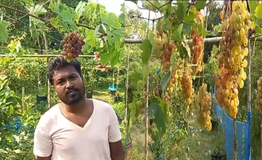 কপিলমুনিতে জিও ব্যাগে আঙ্গুর চাষে সাফল্য