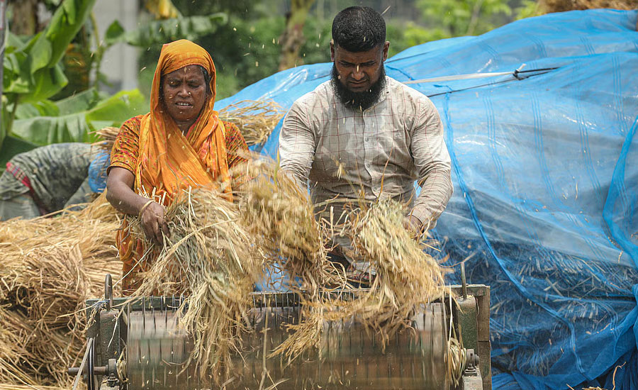 ধানে নয়, খড়েই টিকে থাকার লড়াই কৃষকের