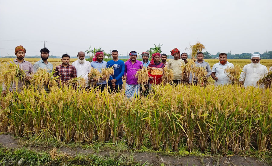 কোটালীপাড়ায় অগ্নিকান্ডে ক্ষতিগ্রস্ত কৃষকের জমির ধান কেটে বাড়িতে তুলে দিলেন ছাত্রদল