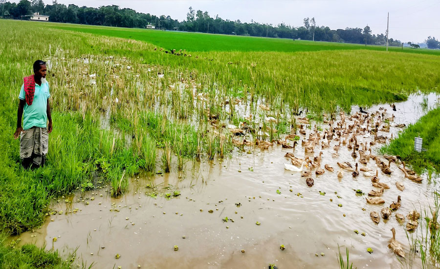 পত্নীতলায় হাঁস পালনে স্বাবলম্বী বাবুল হোসেন
