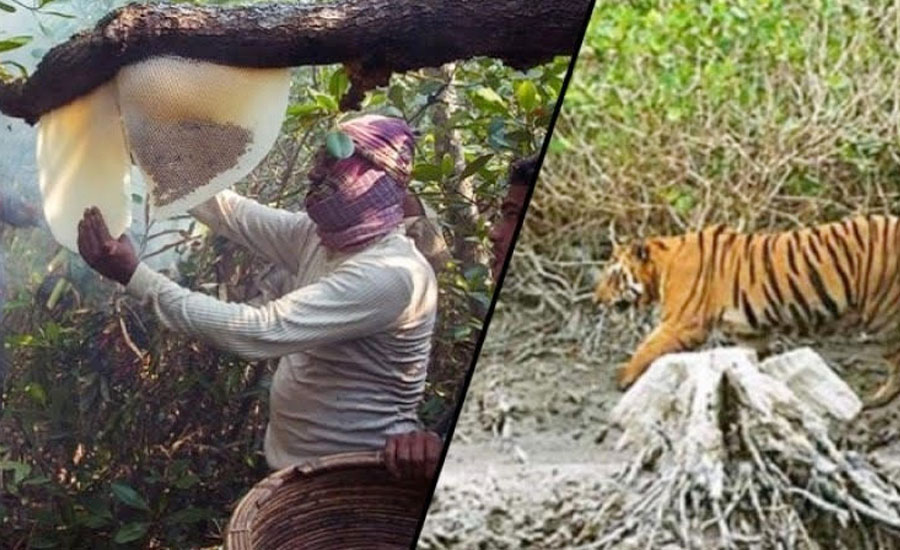 সুন্দরবনে বাঘের মুখ থেকে ফিরে এলো থেকে এক মৌয়াল 