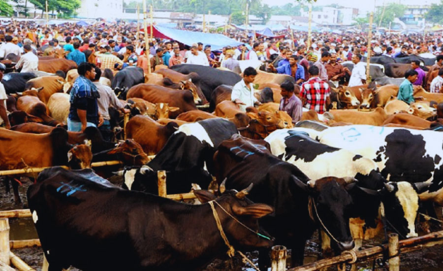 ঈদুল আজহা উপলক্ষে সারাদেশে বসছে ৩৬০০ পশুর হাট, রাজধানীতে ২৭টি