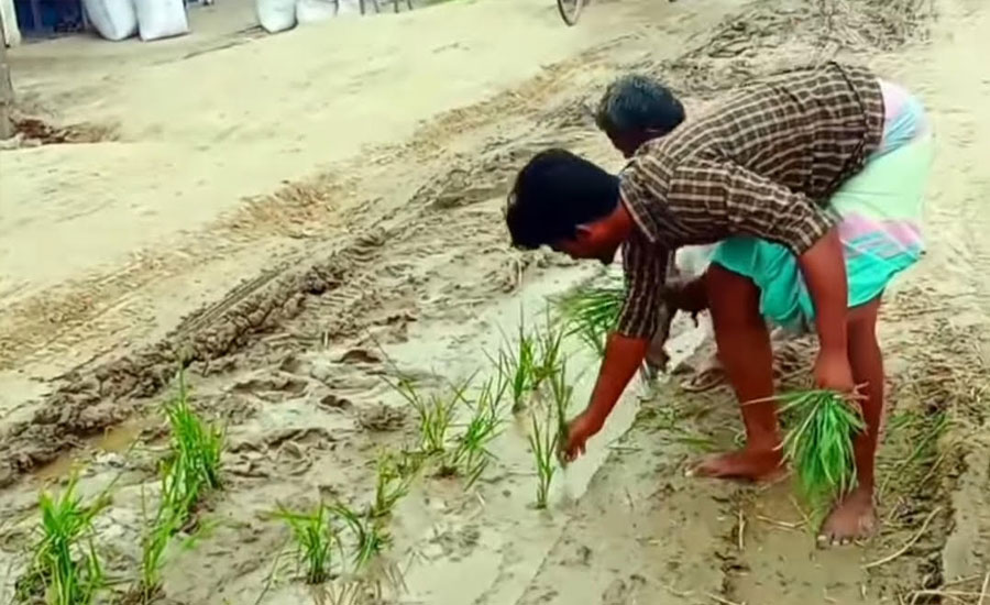 এনায়েতপুরে রাস্তার বেহাল দশা, প্রতিবাদস্বরূপ সড়কের মাঝখানে ধানের চারা রোপণ