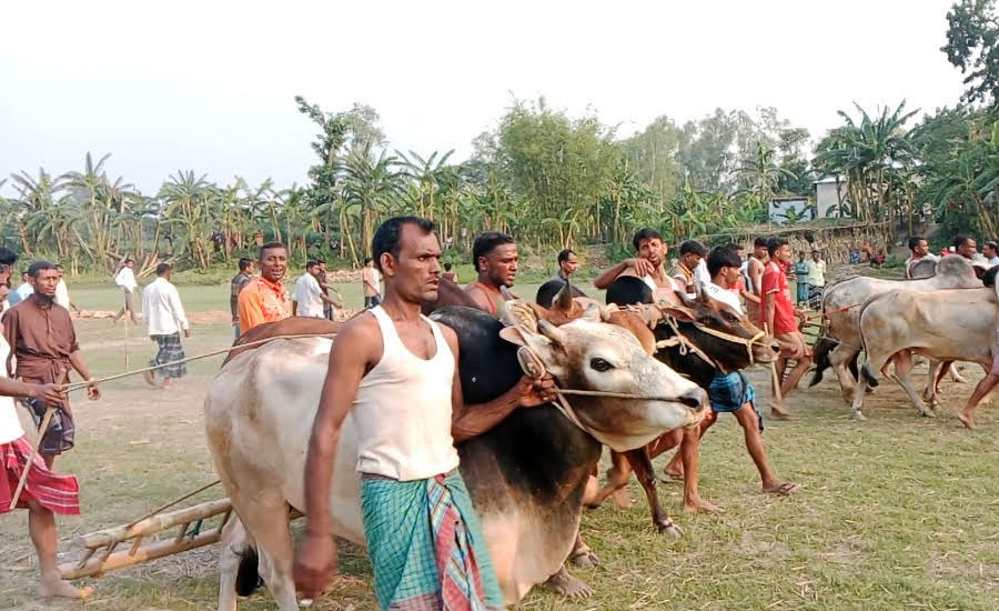 মাদারগঞ্জে বাঙালি সংস্কৃতির জমজমাট মই দৌড় খেলা অনুষ্ঠিত