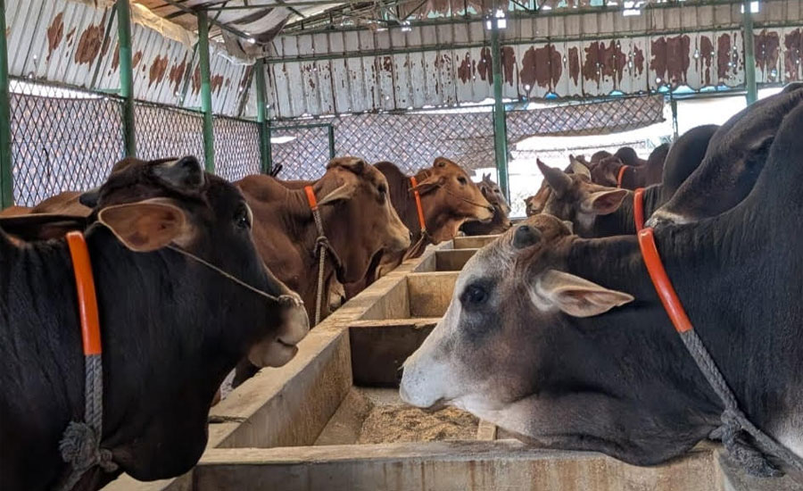আসন্ন কুরবানী ঈদের জন্য ঝিনাইগাতীতে প্রস্তুত বিভিন্ন পশু 