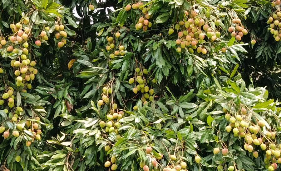 লিচুর মিষ্টি সুবাসে মুখর নাটোরে ,বাম্পার ফলনের স্বপ্নে বিভোর চাষিরা