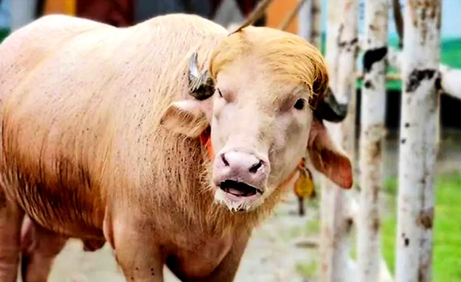 ঢাকায় আসছেন ডোনাল্ড ট্রাম্প