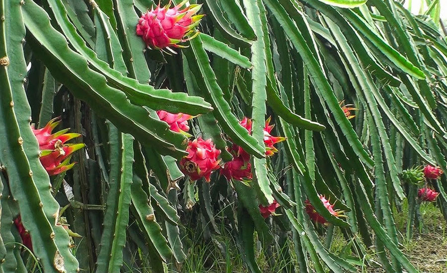 দামুড়হুদায় ড্রাগন ফল চাষে সাফল্য ও সম্ভাবনা 