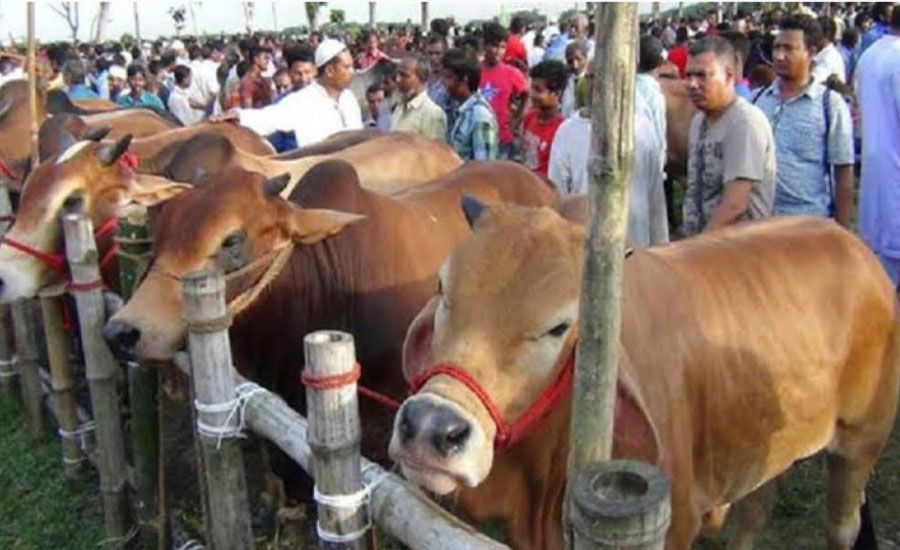 কক্সবাজারে কোরবানির পশু প্রস্তুতিতে ব্যস্ত খামারিরা