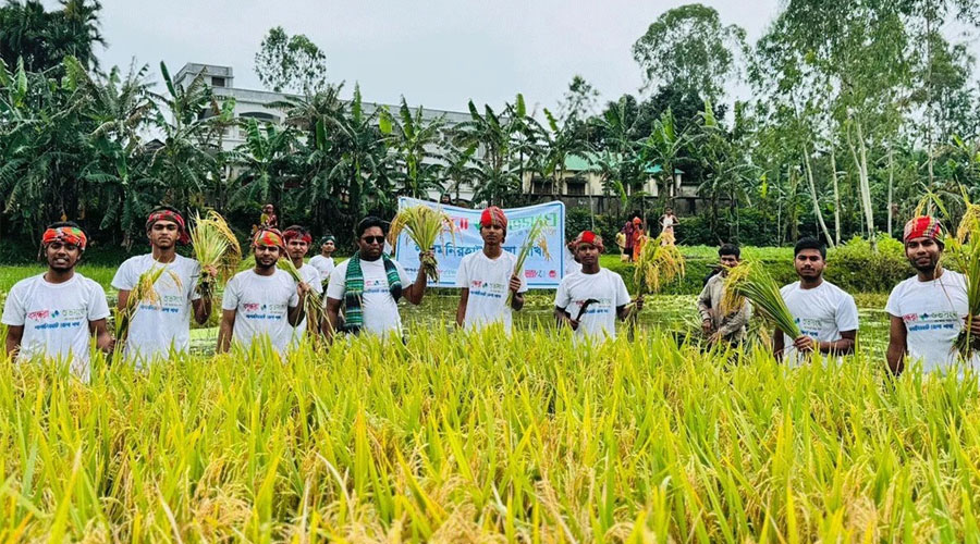 ডুবে যাওয়ার আগে কৃষকের ধান কেটে দিল বসুন্ধরা শুভসংঘ