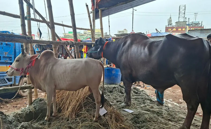 মহিষ কিনলে গরু ফ্রি, এমন অফার থাকলেও এখনও জমেনি গাবতলীর হাট