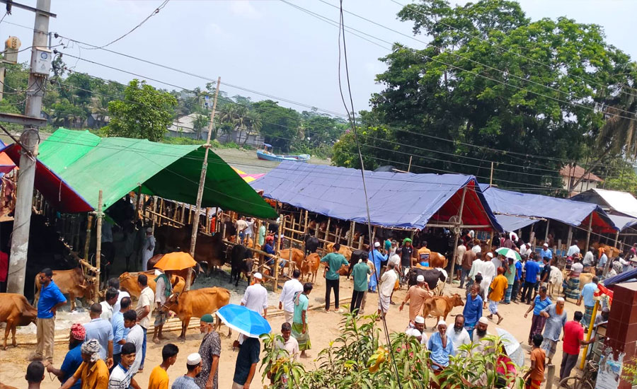 শত বছরের ঐতিহ্য, নেই কোনো খাজনা ভাণ্ডারিয়ার পশুর হাটে ক্রেতা-বিক্রেতাদের স্বস্তি